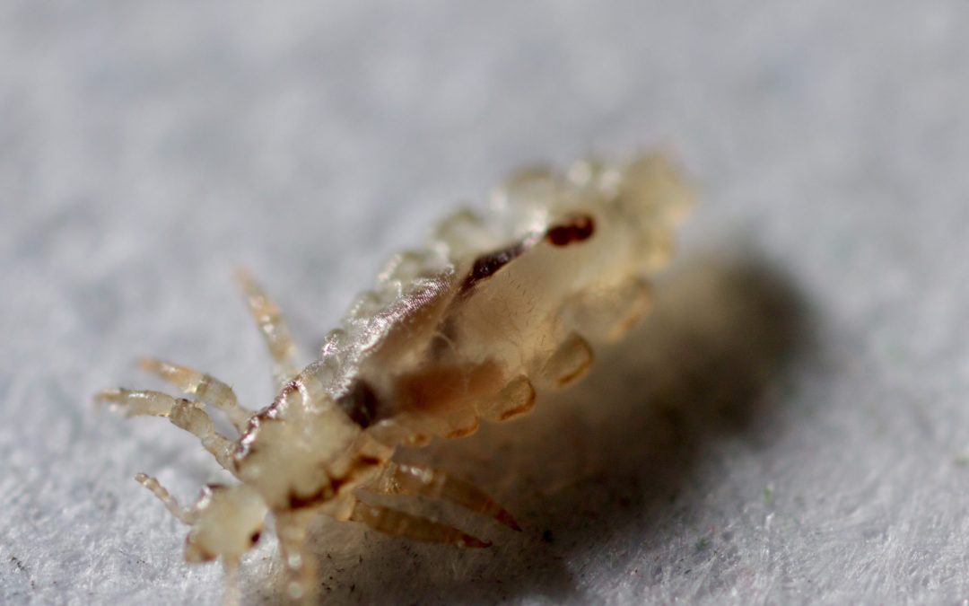 What Are Effective Ways to Get Rid of Lice?